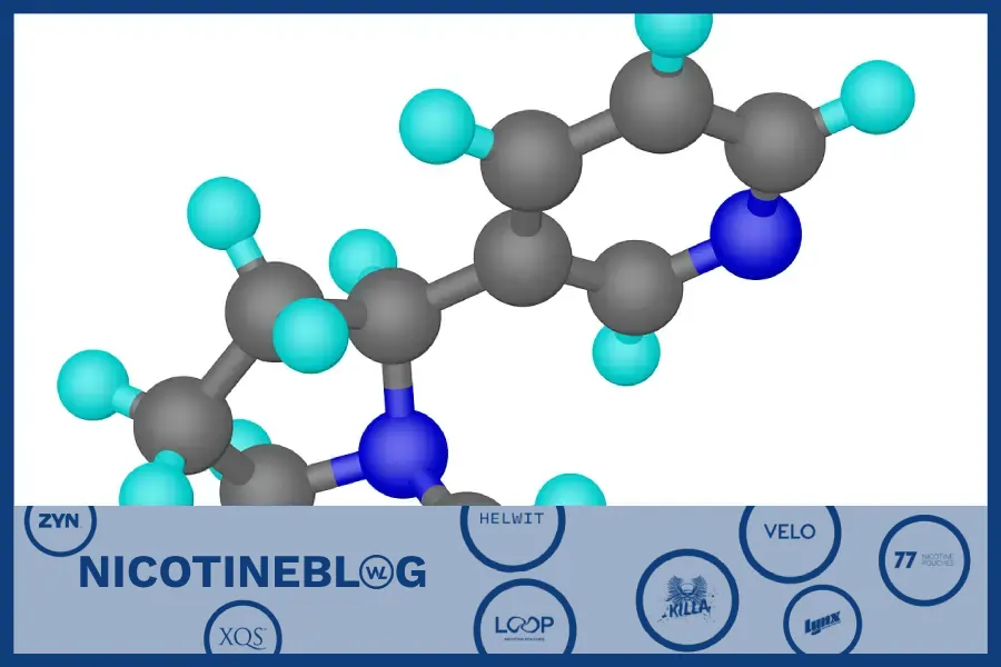 What happens in your body when you use nicotine pouches?